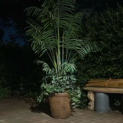 Artificial Decorative Plants Around 8 Ft Tall