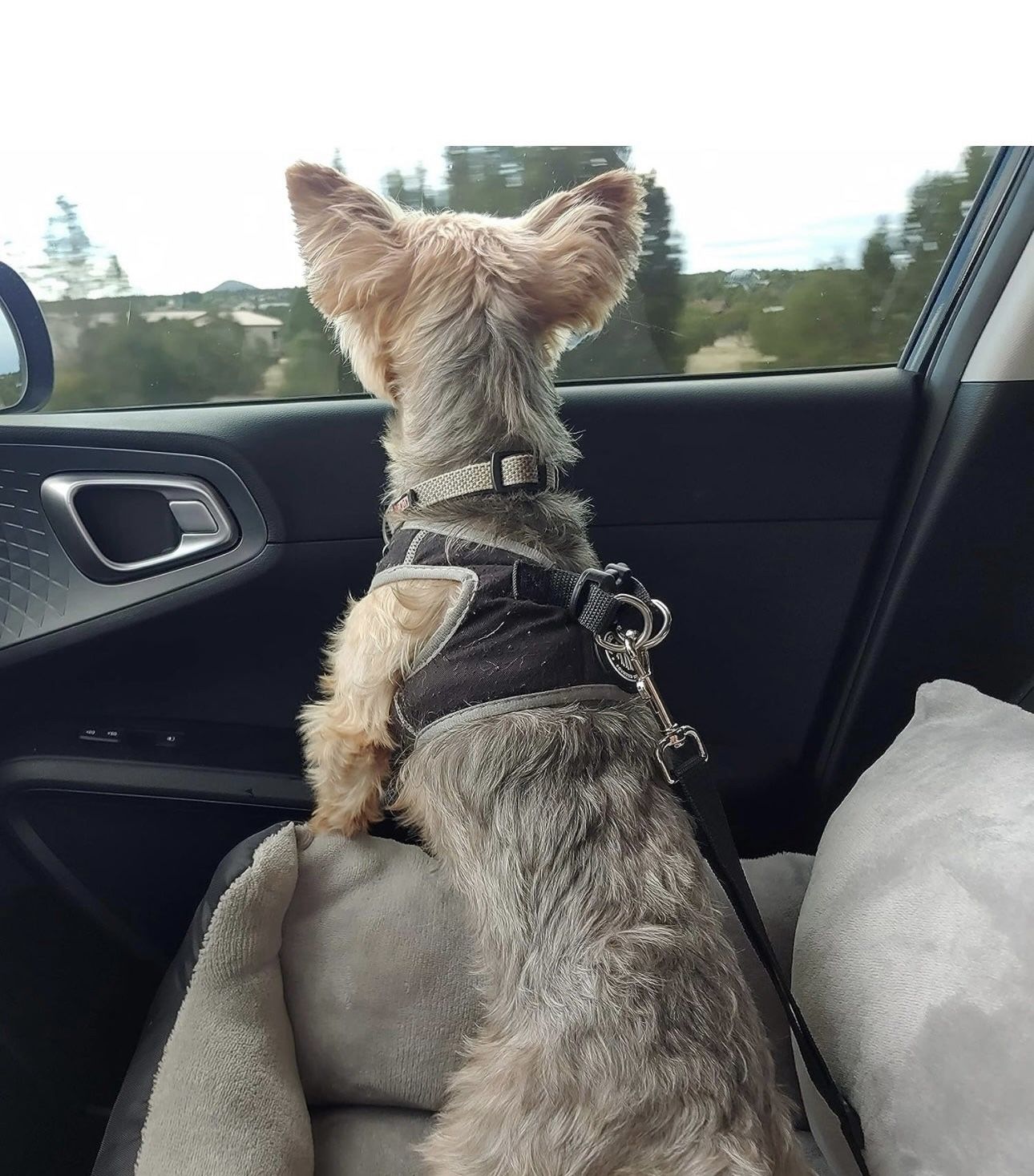 New Dog Booster Pet Car seat 