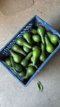 Fresh Creamy Long neck Avocados 🥑$1 each, Bring a bag