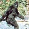 Bigfoot