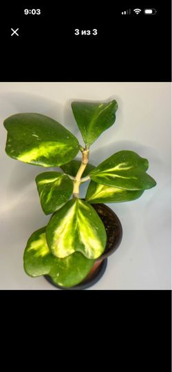 Hoya Kerri inner variegated