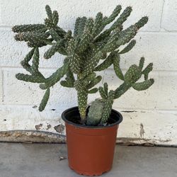 Very Healthy large fully grown Cylindropuntia fulgida Jumping Cholla Cactus Plant