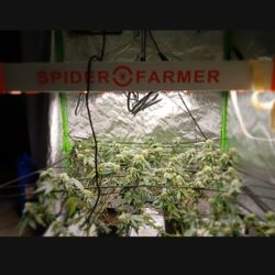 4×4 Spider Farmer G Series 