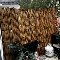 Real Bamboo Wall 