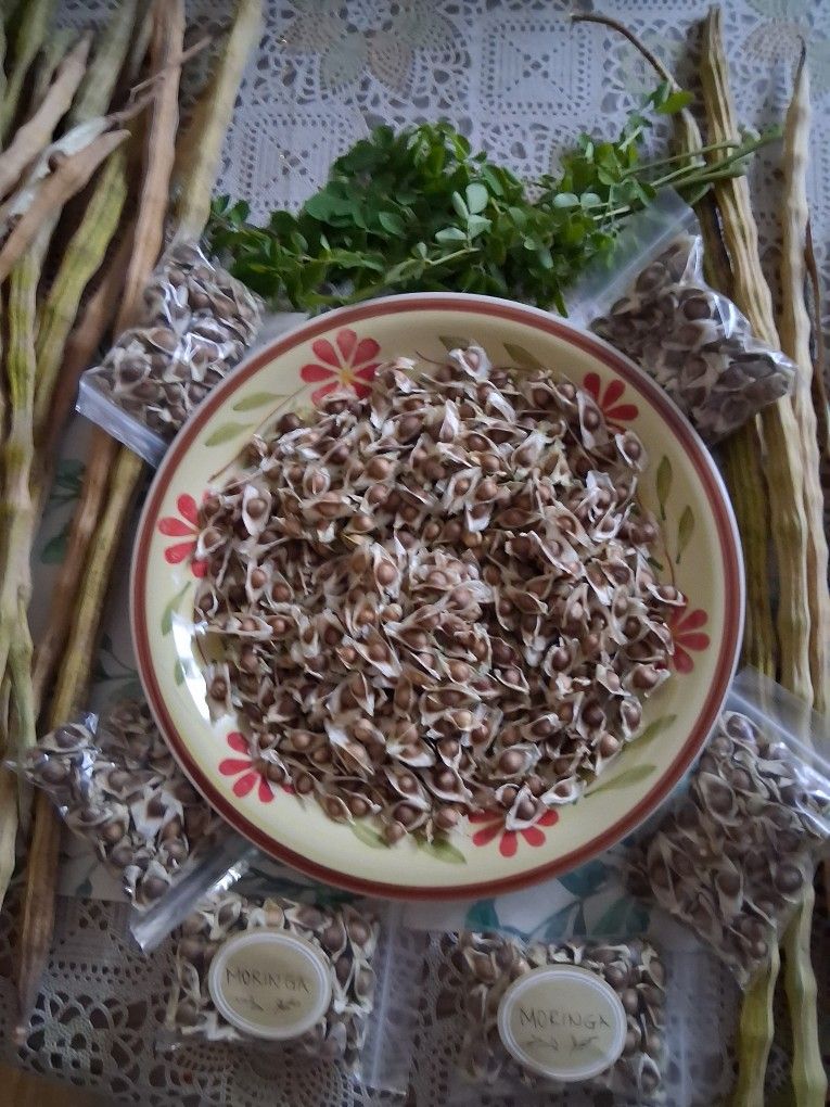 Moringa 