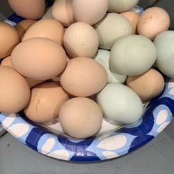Fresh Farm Eggs 