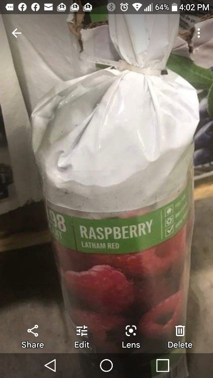 Latham Red Raspberry Seedling Plant 1ft Ready To Plant