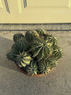 Euphorbia horrida 'Major Nova'