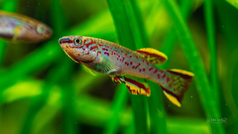 Bettas, Killifish,  Shrimp, & More