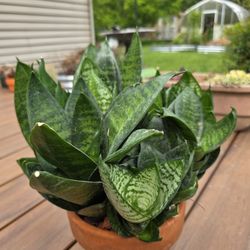 Sansevieria 