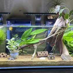 Fish Tank