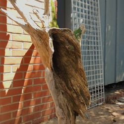 5ft Long Beautiful Piece Of  Driftwood