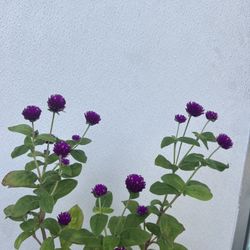 Purple Globe Amaranth Flower Gomphrena
