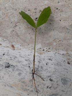 Fishtail Palm Seedlings
