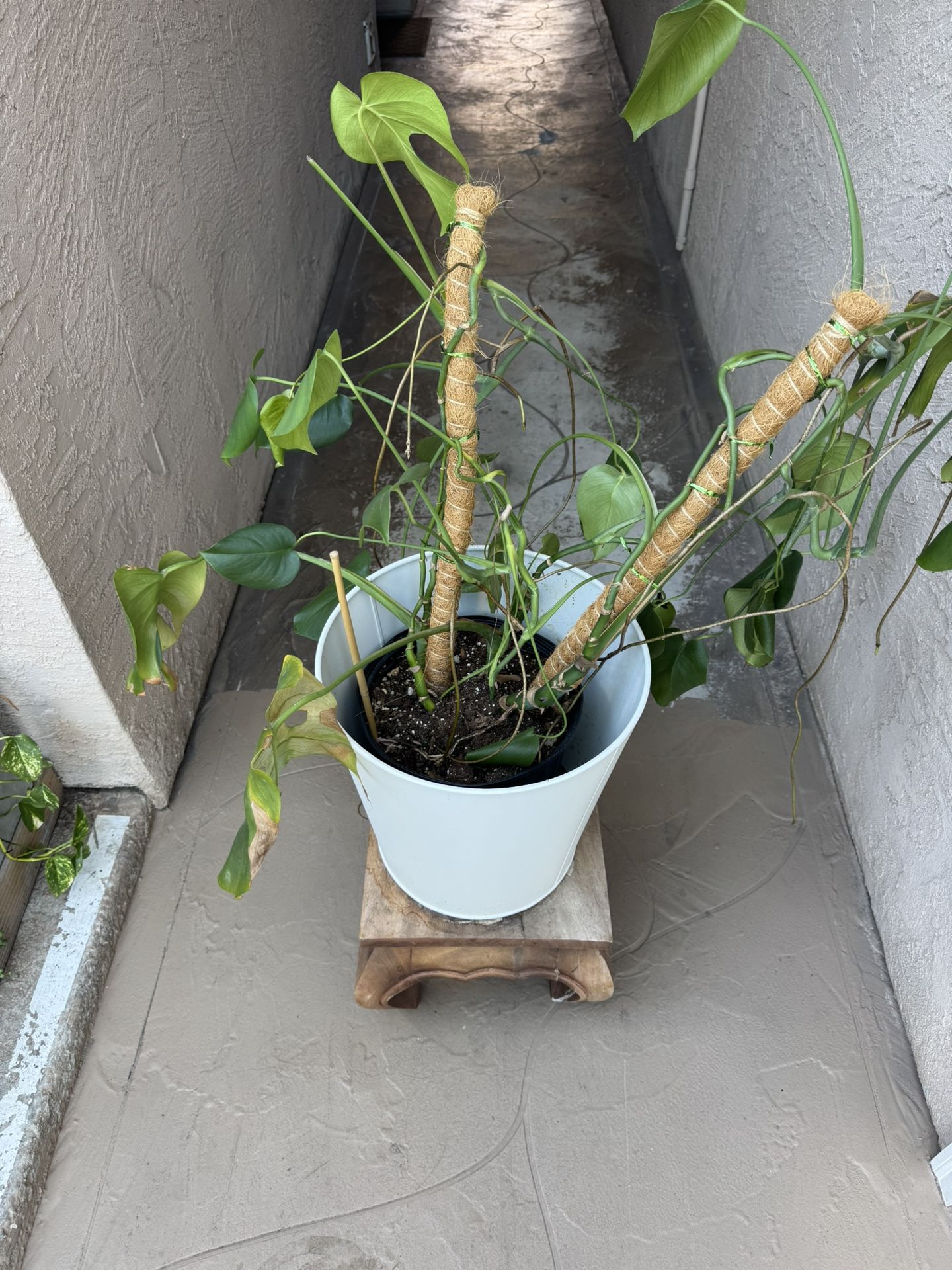 Monstera Plant And Pot