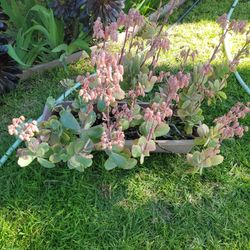 Calanchoe Suculenta Hermosa $15