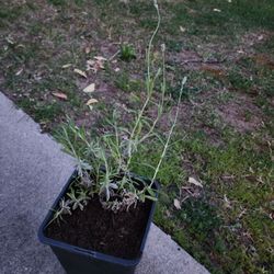 1 Gallon English Lavender Plant