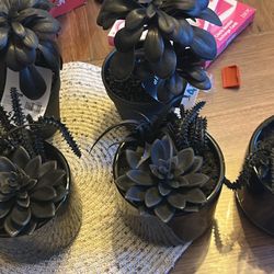 5 Black Halloween Plants 