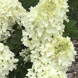 Silver Dollar Hydrangea 