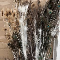 LOTS OF PEACOCK FEATHERS