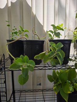 Mexican oregano plants