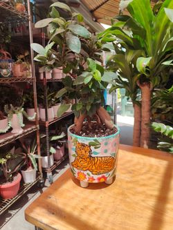 Ginseng Ficus Bonsai Tree