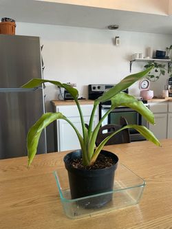 6 house plants, house plant lot for sale