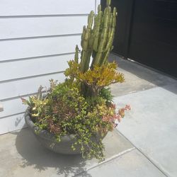 Outdoor succulent planter with plants