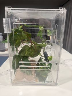 Crested Gecko Enclosure