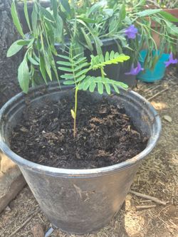 Small Plant Seedling in Black Pot