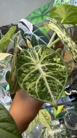 Alocasia tricolor splash CORMS