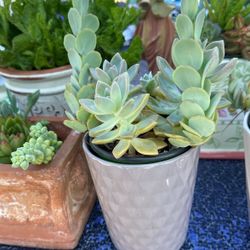 Hermosas Suculentas 