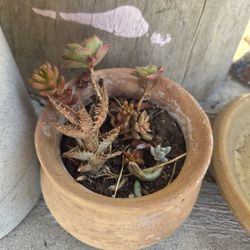 Random Succulents & Clay Pot