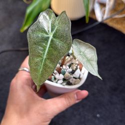 Live Plant 🌱 Alocasia Pink Poly Mint #1 