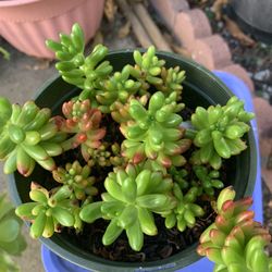 Beautiful Succulents