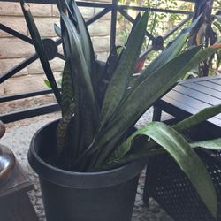 Snake Plants