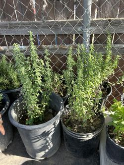 Planta De Oregano
