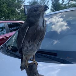 Taxidermy Lizard Hawk!! $550!! Non Native. 