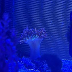 Bubble Tip anemone