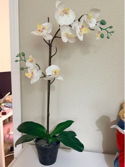 Artificial White Orchid in Black Pot