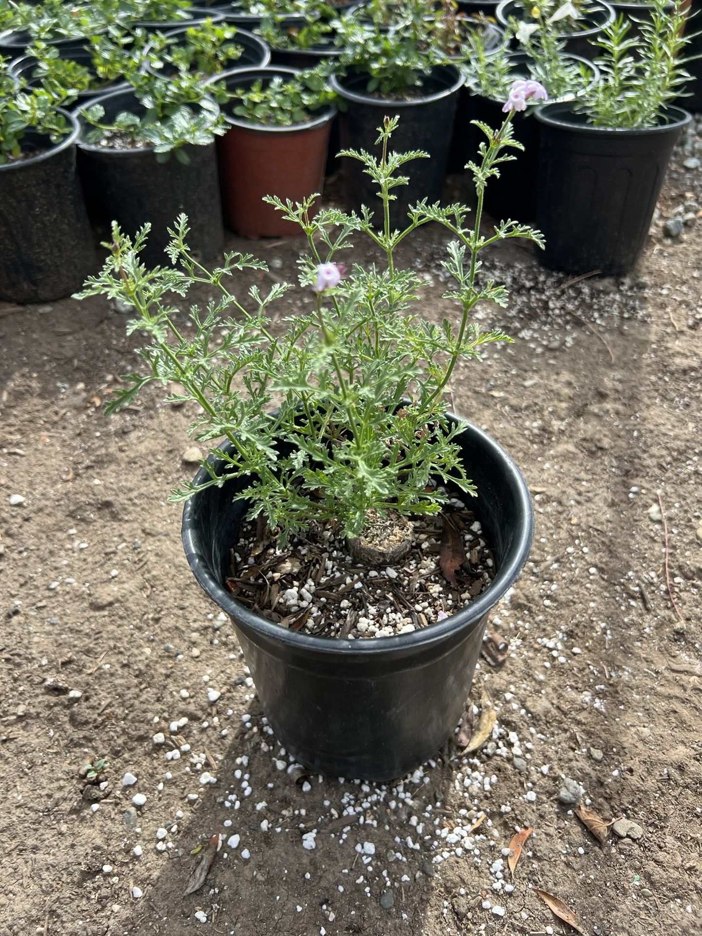 Verbena lilacina 'Paseo Rancho'