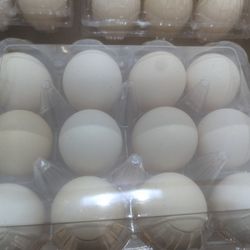 Fresh Eggs 