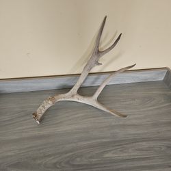 Deer Antler 