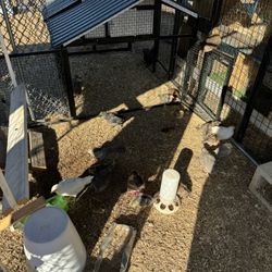 Chicken Coop