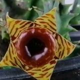 Huernia. Planta natural🪴$7