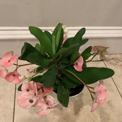 Euphorbia Crown of Thorns Plant 