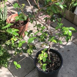 Mature 5 ft Tall Pitanga Surinam Cherry Black Eugenia Uniflora Brazilian Cherry Tree 4+ Years  3.5 Gallon