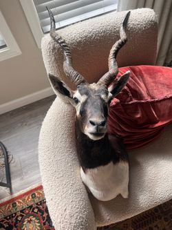 Real Blackbuck Antelope Taxidermy Shoulder Mount – Exotic Spiral Horns
