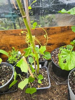 Mexican Sour Gherkin (cucumelon plant)