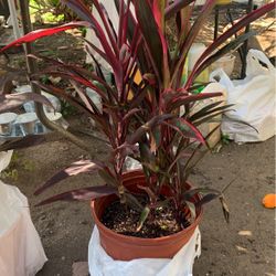 Plant